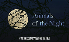 AB - 夜行動物篇
